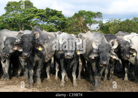 Wasserbüffel. Leticia, Amazonas, Kolumbien, Südamerika Stockfoto