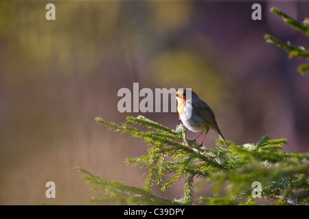 Robin Sprucee Ast gehockt Stockfoto