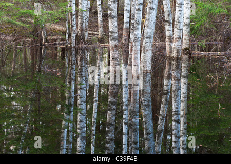 Silver Birch Nachdenken über Wasser Stockfoto