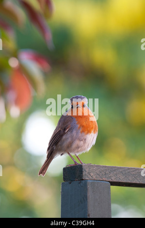 Robin ein Garten Spalier Stockfoto