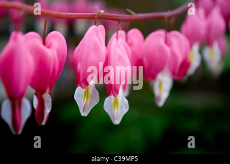 Dicentra rosa Tränendes Herz Blume Nahaufnahme soft-Fokus Stockfoto