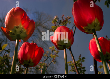 Geringe Aussicht auf rote Tulpen im April Stockfoto