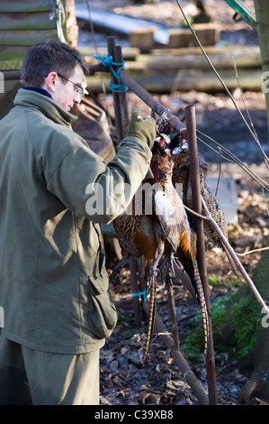 Mann aufhängen Schuss Fasane Stockfoto