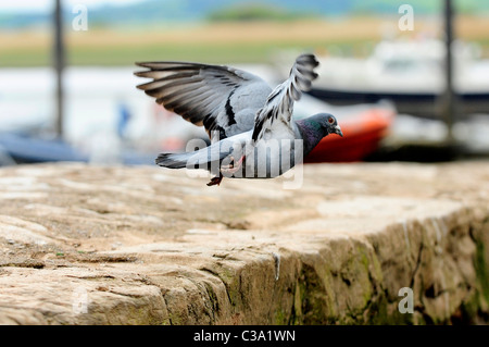 Eine wilde Taube - Felsentaube (Columba Livia) im Flug Stockfoto