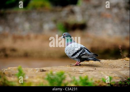 Eine wilde Taube - wilden Felsentaube (Columba Livia) Stockfoto