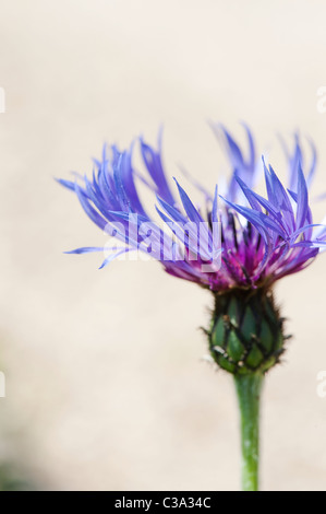 Centaurea Montana. Ausdauernde Kornblume, Berg Bluet, Flockenblume, Berg-Flockenblume vor einem hellen Hintergrund. Selektiven Fokus Stockfoto