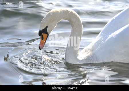 Ein Schwan anmutig Schwimmen im See mit Wasser aus Schnabel nach Benetzung des Gesicht. Stockfoto