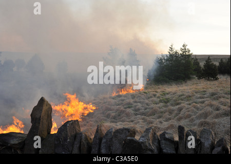 Grass Feuer Rippen durch Moor und Wälder in Lancashire UK Stockfoto