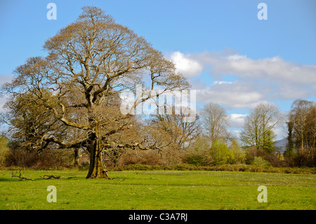 Schöner Baum steht in einer grünen Wiese in den späten Nachmittag. Stockfoto