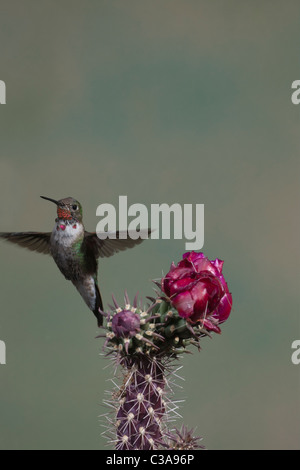 Junge männliche Calliope Kolibri mit einer blühenden Cholla Cactus Stockfoto