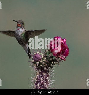 Junge männliche Calliope Kolibri mit einer blühenden Cholla Cactus Stockfoto