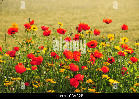 Israelische Wildblumen - roten Klatschmohn (Papaver Subpiriforme) und Krone Margerite (Chrysanthemum Coronarium) Stockfoto