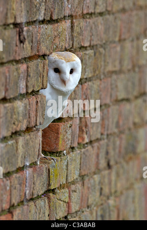 Schleiereule, Tyto Alba, Gefangenschaft, Blick aus Mauer, Barn Owl Zentrum, Gloucestershire Stockfoto