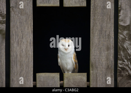 Schleiereule, Tyto Alba, Gefangenschaft, Barn Owl Zentrum, Gloucestershire, England, UK, Vereinigtes Königreich, GB, Großbritannien, britische Inseln, Stockfoto