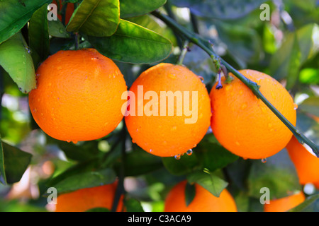 Filiale Orangenbaum Früchte grüne Blätter in Valencia, Spanien Stockfoto