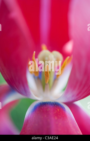 Tulipa. Rosa Tulpe mit Stempel, Stigma und Staubblätter Stockfoto