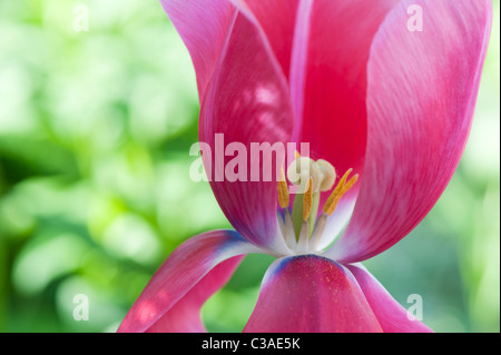 Tulipa. Rosa Tulpe mit Stempel, Stigma und Staubblätter Stockfoto