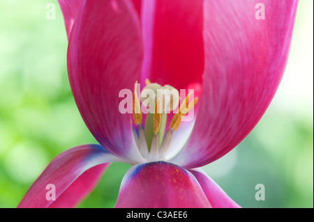 Tulipa. Rosa Tulpe mit Stempel, Stigma und Staubblätter Stockfoto