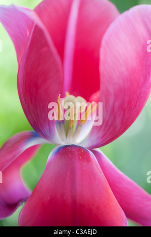 Tulipa. Rosa Tulpe mit Stempel, Stigma und Staubblätter Stockfoto