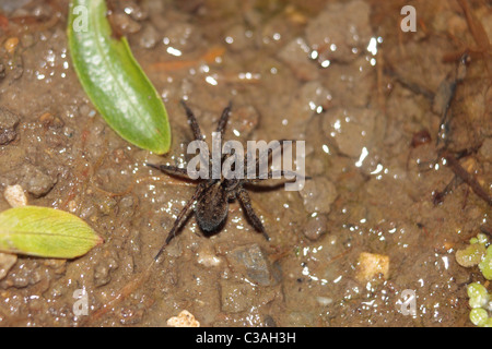 Wolf Spider Stockfoto