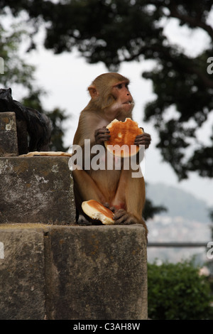 Affe, Brot zu essen, im wesentlichen Taiwans Hauptstadt Taipeh Stockfoto