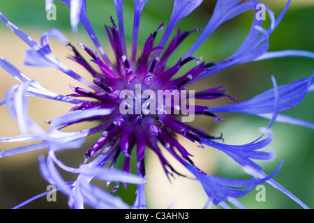 Centaurea Montana. Ausdauernde Kornblume, Berg Bluet, Flockenblume, Berg Flockenblume DOF Stockfoto