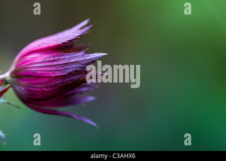 Astrantia Major Shallow DOF Stockfoto