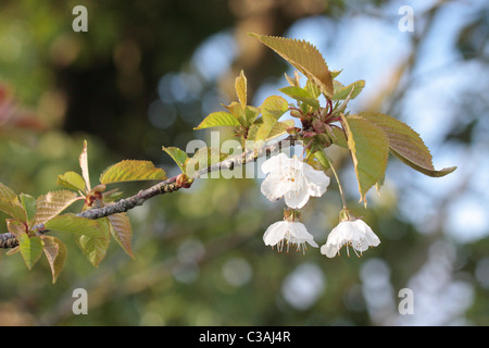 Wilden Kirschbaum in voller Blüte Stockfoto