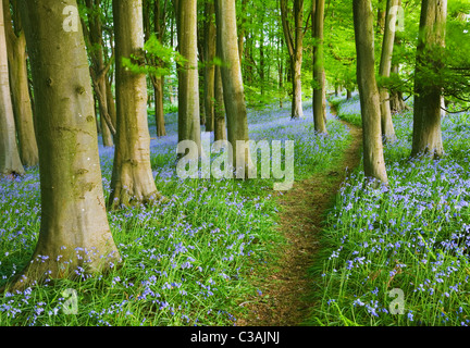Glockenblumen (Hyacinthoides non-Scripta) in Buche (Fagus sp) Wald. Prioren Holz. North Somerset. England. VEREINIGTES KÖNIGREICH. Stockfoto