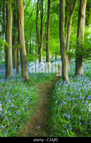 Glockenblumen (Hyacinthoides non-Scripta) in Buche (Fagus sp) Wald. Prioren Holz. North Somerset. England. VEREINIGTES KÖNIGREICH. Stockfoto