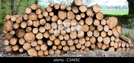 Aufgetürmte Holz im Wald, Stämme Ablängen und Zweige getrimmt. Ausgabe von kommerziellen Forstbetrieben Stockfoto