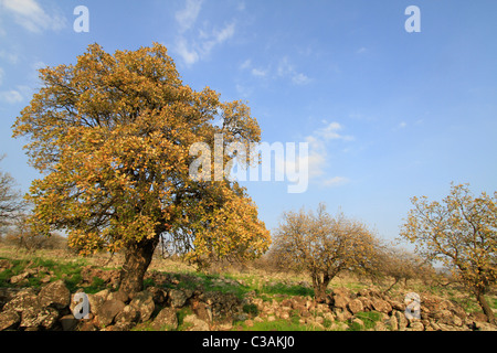 Golan-Höhen, Berg Tabor Eiche (Quercus Ithaburensis) Bäume in Yehudiya Forest Nature Reserve Stockfoto
