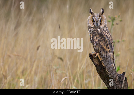 Waldohreule Asio Otus, in Gefangenschaft, Barn Owl Zentrum, Gloucestershire, England, UK, Deutschland, GB, Großbritannien, Stockfoto