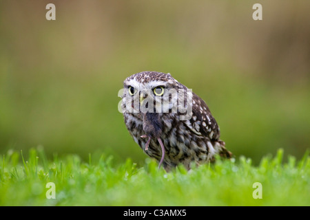 Steinkauz, Athene Noctua, in Gefangenschaft, Essen Maus, Barn Owl Zentrum, Gloucestershire, England, UK, Deutschland, GB, Stockfoto