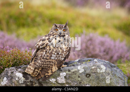 Eurasische Adler-Eule, Bubo Bubo, in Gefangenschaft, auf Felsen, mit Heidekraut im Hintergrund, Loughborough, Leicestershire, England, Vereinigtes Königreich, Vereinigte Stockfoto
