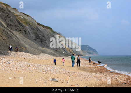 Fossil Jagd auf Charmouth Strand Dorset England UK Stockfoto