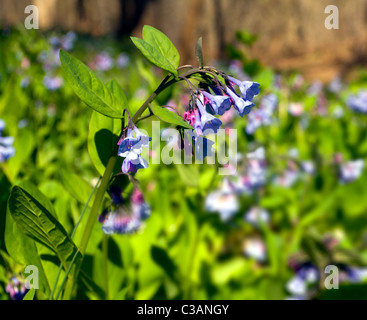 Frisches wild Glockenblumen in einem Wald im Frühjahr als die Blüten beginnen zu blühen Stockfoto