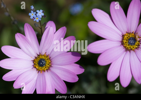 Lavendel Osteospermum Flower Close Up Stockfoto