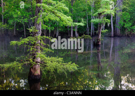 Sumpfzypresse, Taxodium Distichum, Morrison Federn, Walton County, Florida Stockfoto