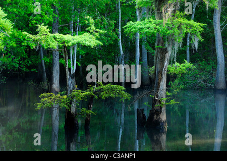 Sumpfzypresse, Taxodium Distichum, Morrison Federn, Walton County, Florida Stockfoto