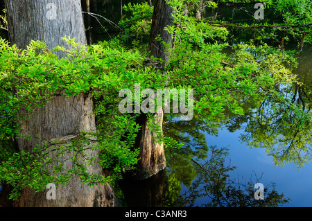 Sumpfzypresse, Taxodium Distichum, Morrison Federn, Walton County, Florida Stockfoto