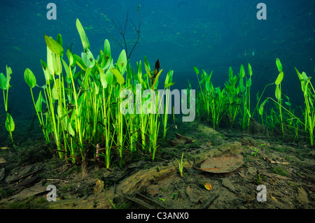 Pickerel Unkraut, Pontederia Cordata, Morrison Springs, Walton County, Florida Stockfoto