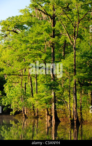 Sumpfzypresse, Taxodium Distichum, Morrison Federn, Walton County, Florida Stockfoto