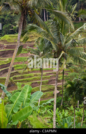 Die CEKING REISFELDTERRASSEN mit KOKOSPALMEN unweit UBUD - BALI, Indonesien