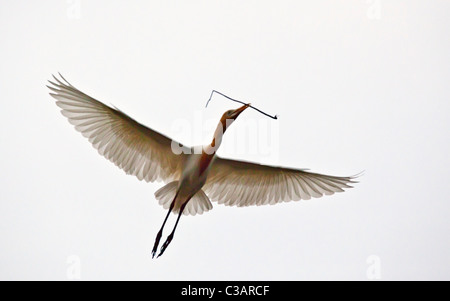 Ein KUHREIHER (Bubulcus Ibis) in PETULU bringt einen Stick zu ihrem Nest - UBUD, BALI Stockfoto