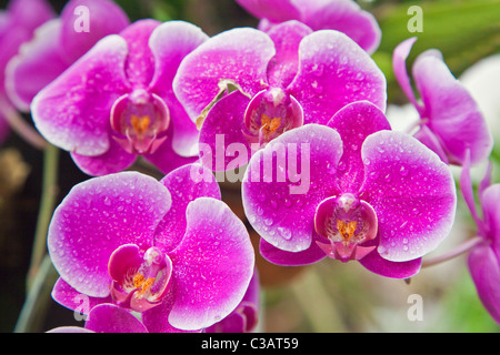 LILA PHALAENOPSIS-Orchideen blühen im Gewächshaus bei den Botanischen Garten UBUD - BALI, Indonesien Stockfoto