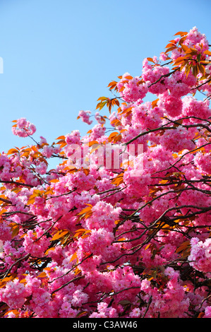 Rosa Kirschblüten vor blauem Himmel Stockfoto