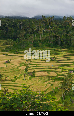 Die MAHAGIRI Reisfelder zieren die Hänge des GUNUNG AGUNG der Inseln höchsten Vulkangipfel - BAlI, Indonesien Stockfoto