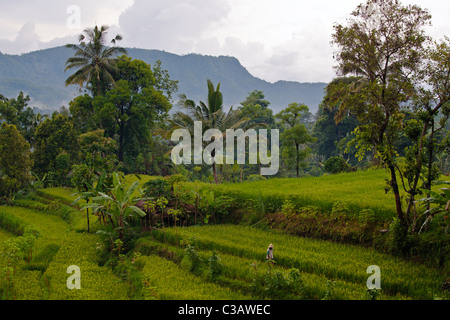REISTERRASSEN und KOKOSPALMEN im landwirtschaftlichen Tal entlang der SIDEMAN ROAD - BAlI, Indonesien Stockfoto