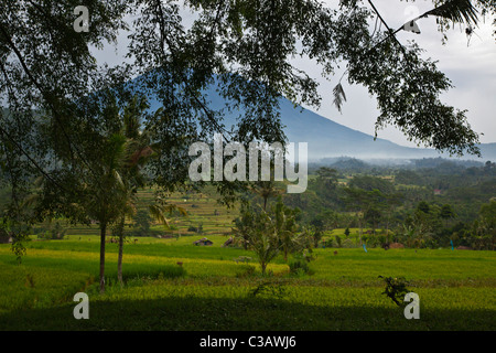 Reis wächst auf Terrassen unter GUNUNG AGUNG entlang der SIDEMAN ROAD - BALI, Indonesien Stockfoto